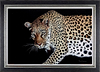 Prowler In The Night (Framed)