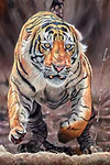Ferocity