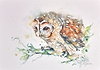 Tawny Owl