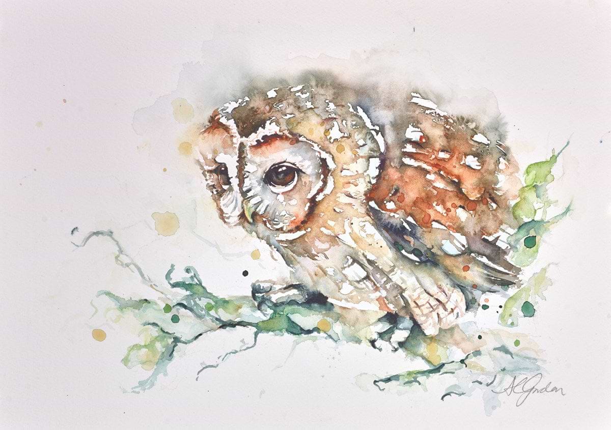 Tawny Owl