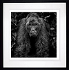 Kong (Framed)