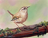 Wren III