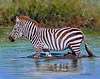 Young Zebra