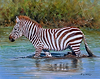 Young Zebra