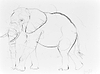 Elephant Study VII