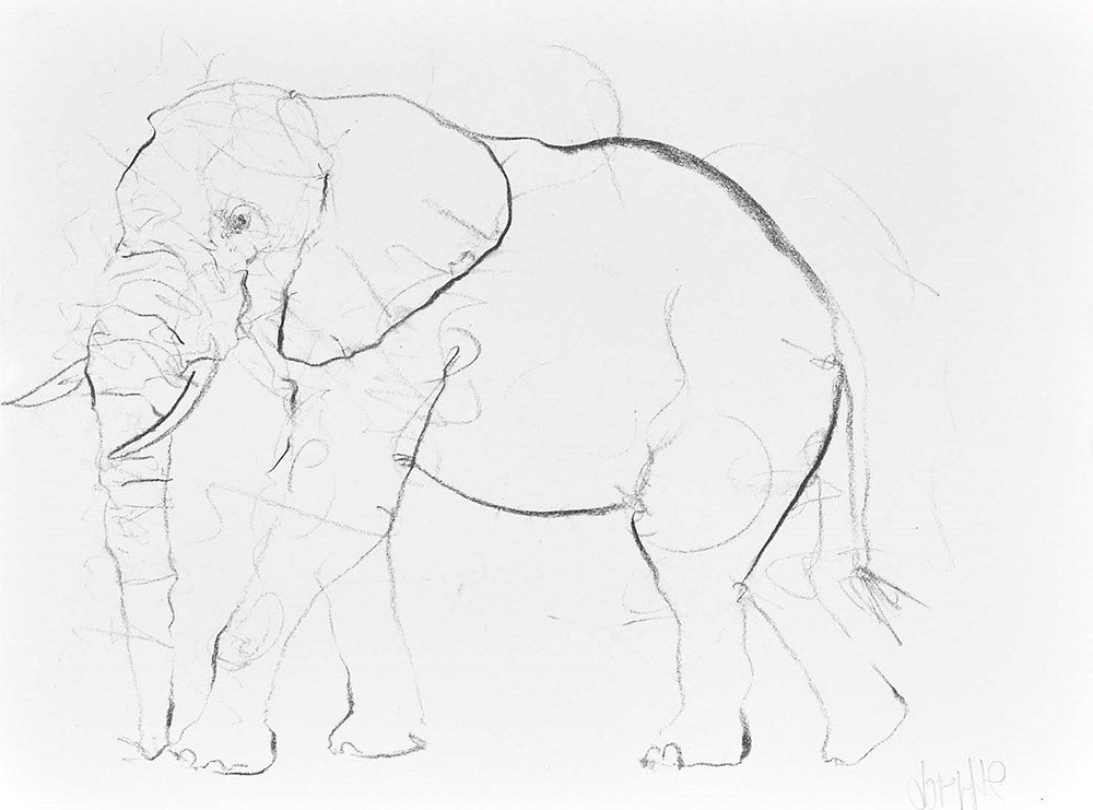 Elephant Study VII