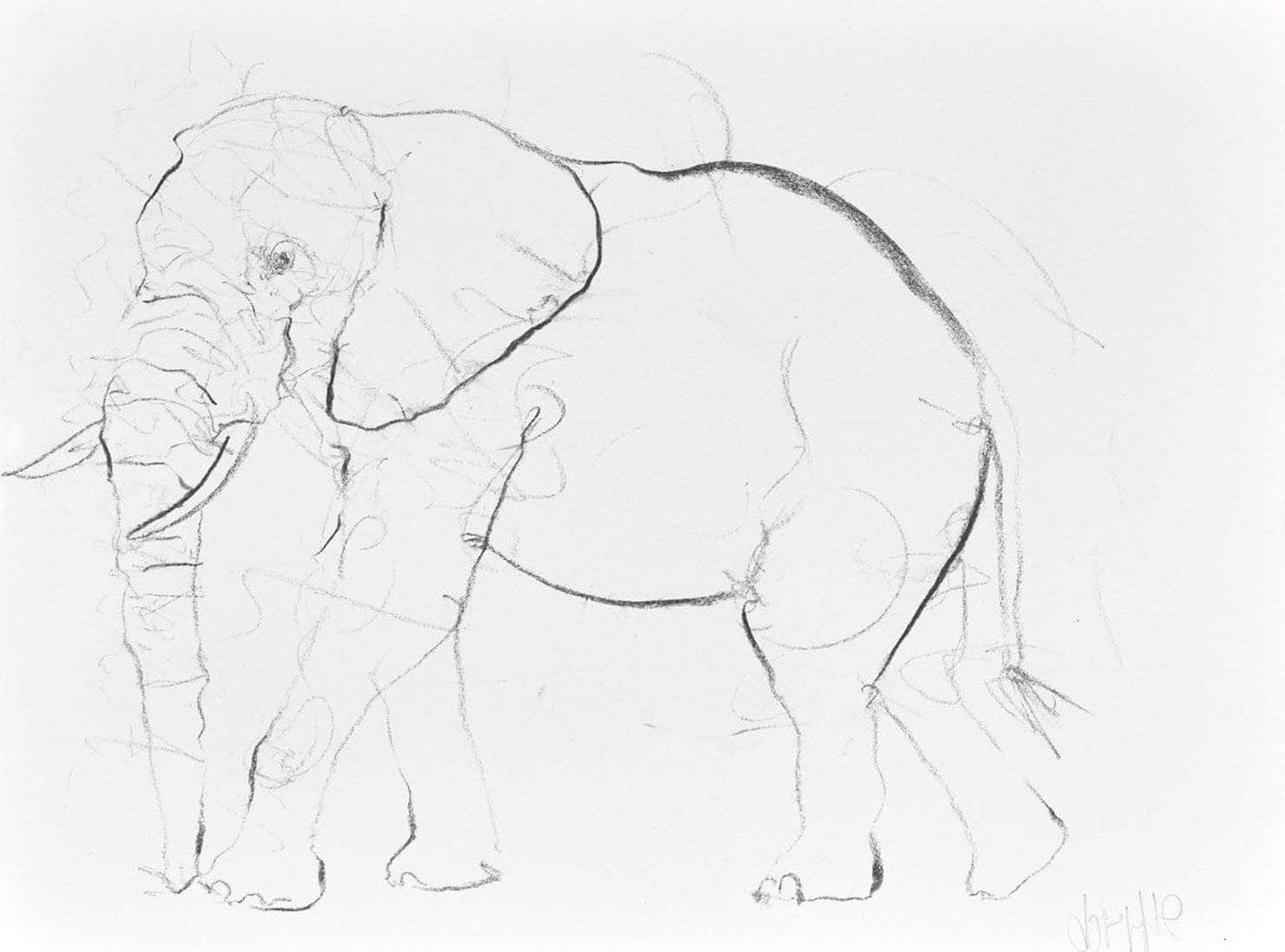 Elephant Study VII