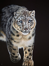 Snow Leopard Stalking