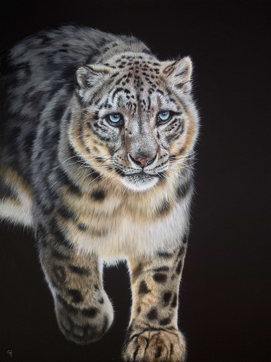 Snow Leopard Stalking