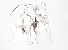 Young Elephant Sketch VIII