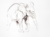 Young Elephant Sketch VIII