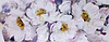 Laughing Lavender
