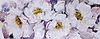 Laughing Lavender