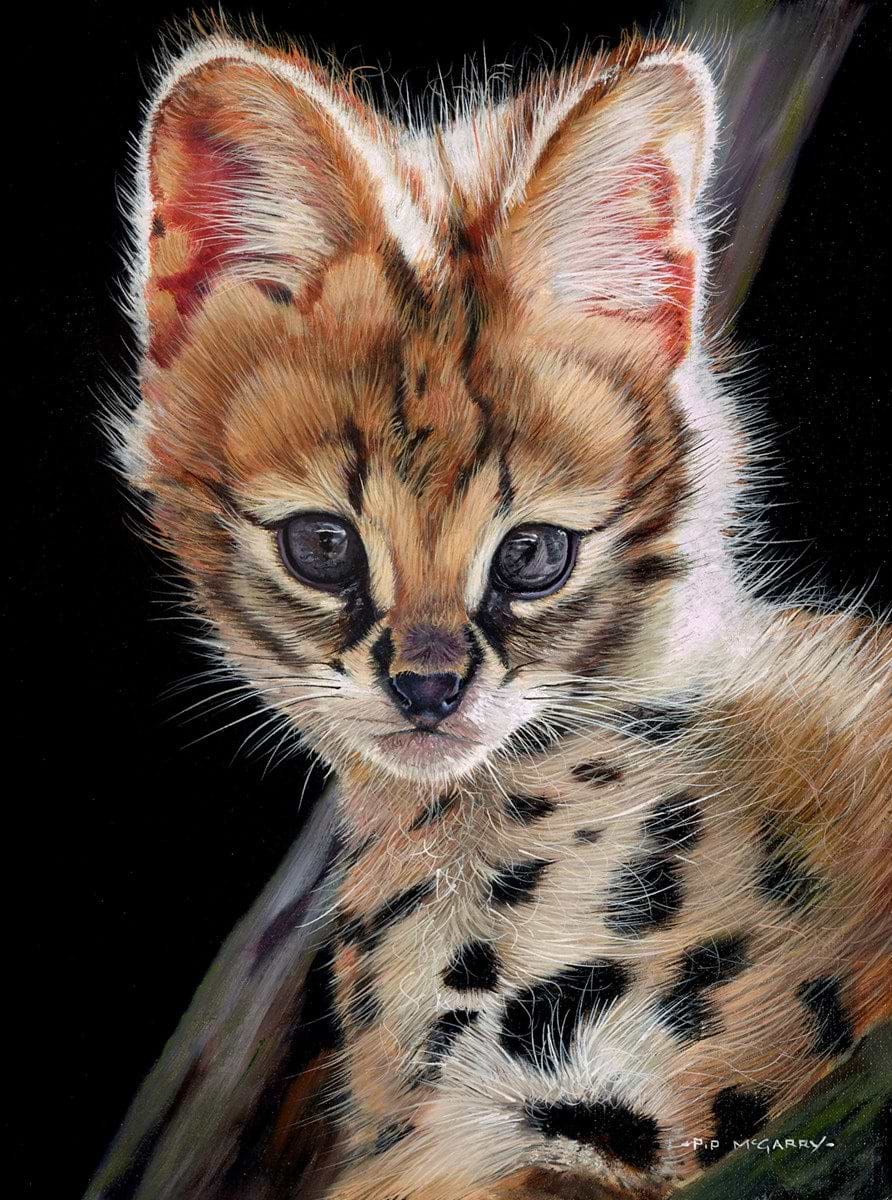 Serval Kitten II