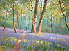Bluebells