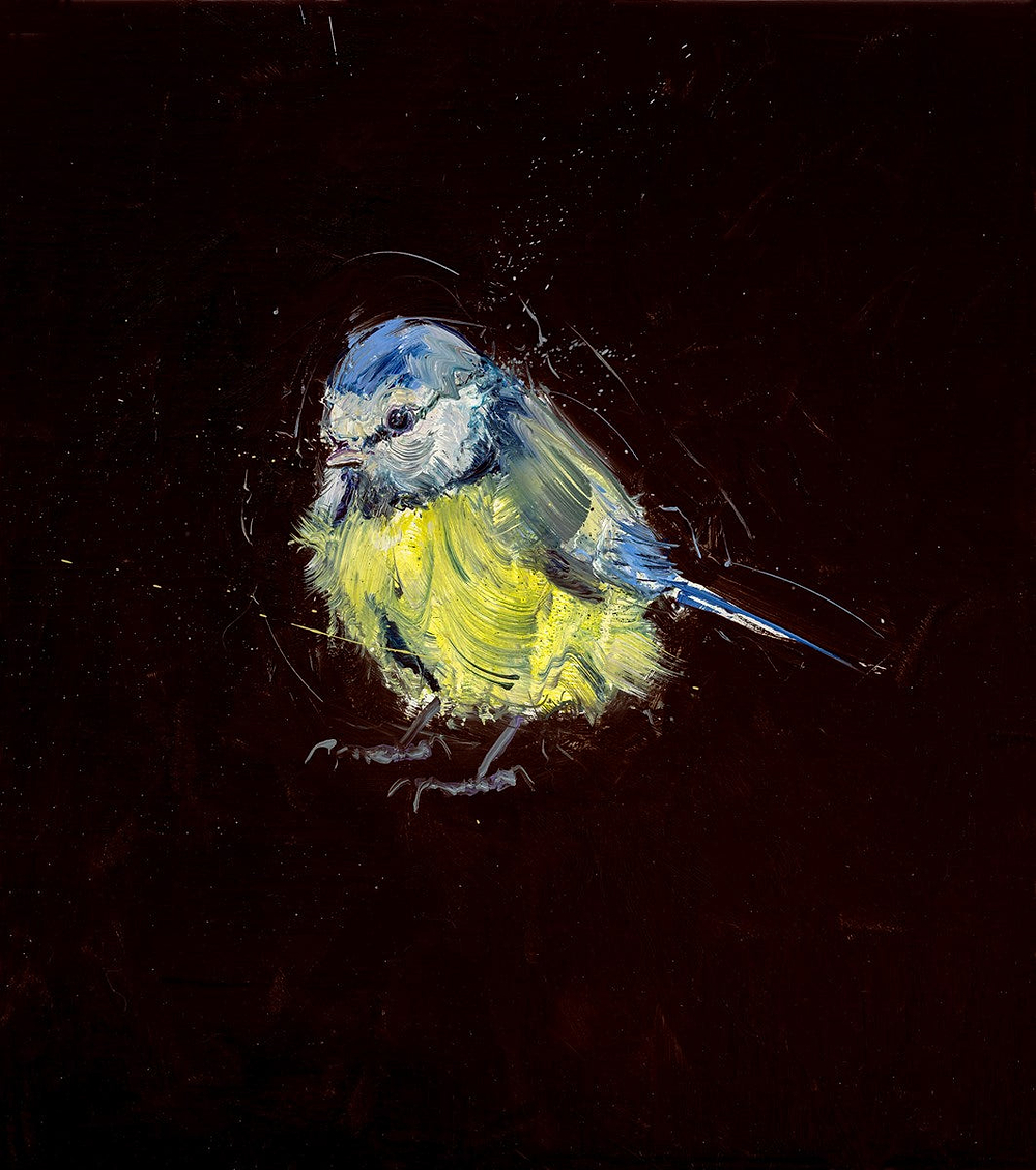 Blue Tit