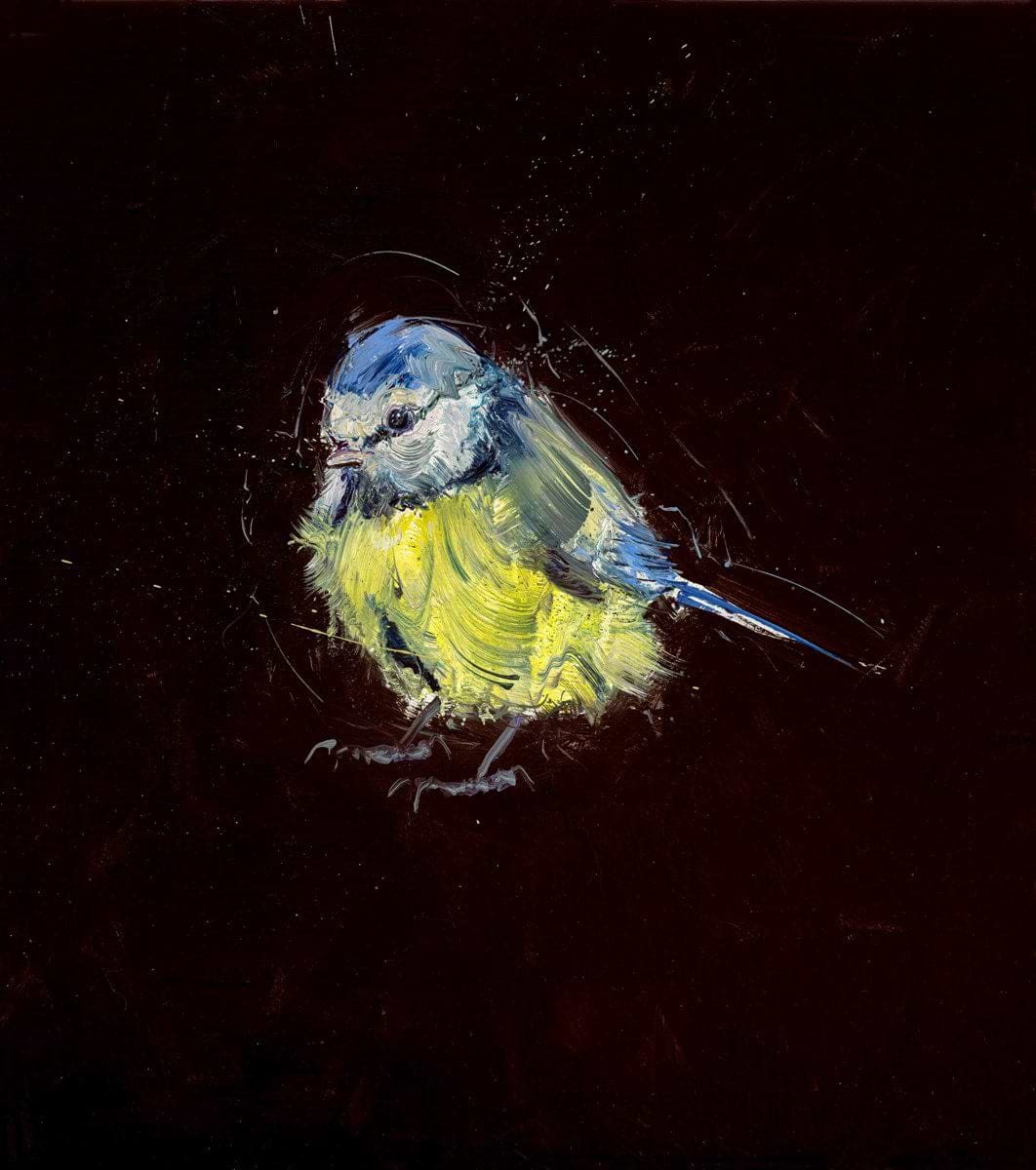 Blue Tit