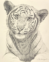 White Tiger Cub II