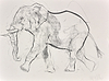 Elephant Study XXII