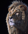 King of the Jungle II