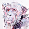 Old Chimp II