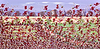 Floral Stillness III