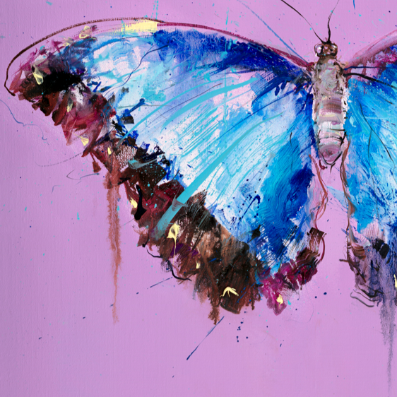 Morpho Butterfly
