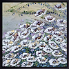 Enchanting Florals