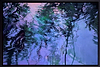 Teardrop Fall