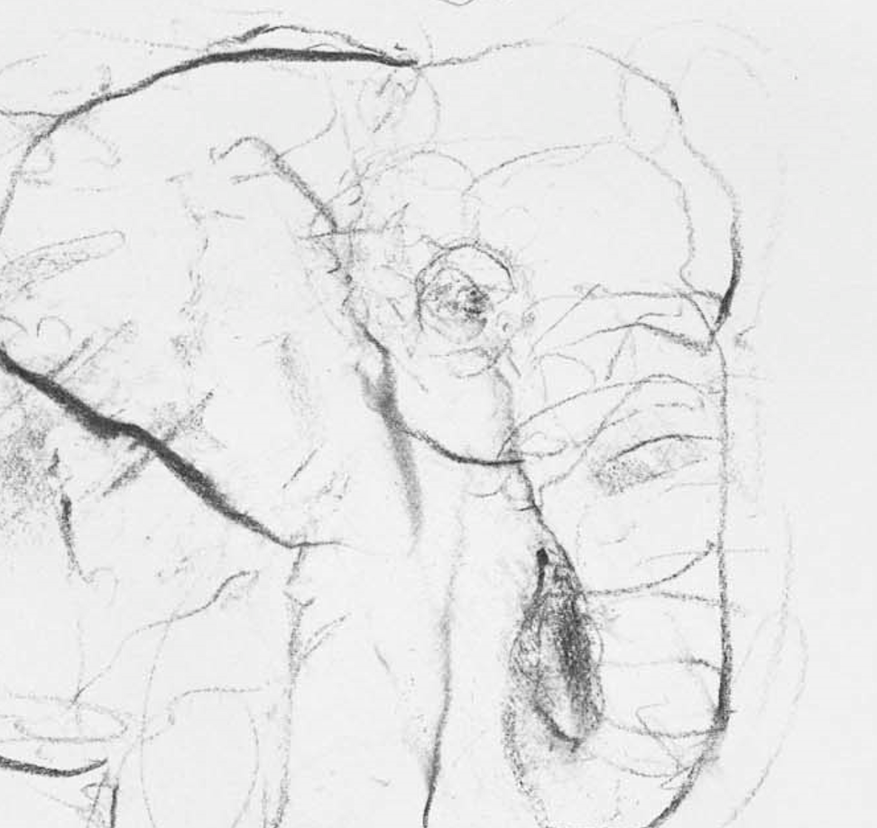 Elephant Study XV