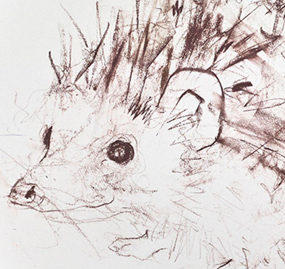 Hedgehog Study II