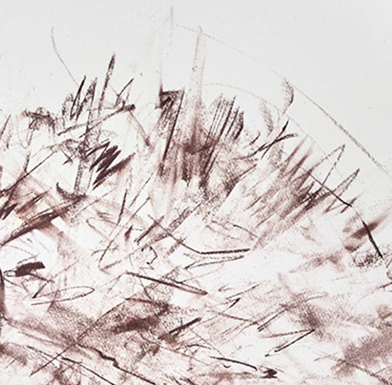 Hedgehog Study II