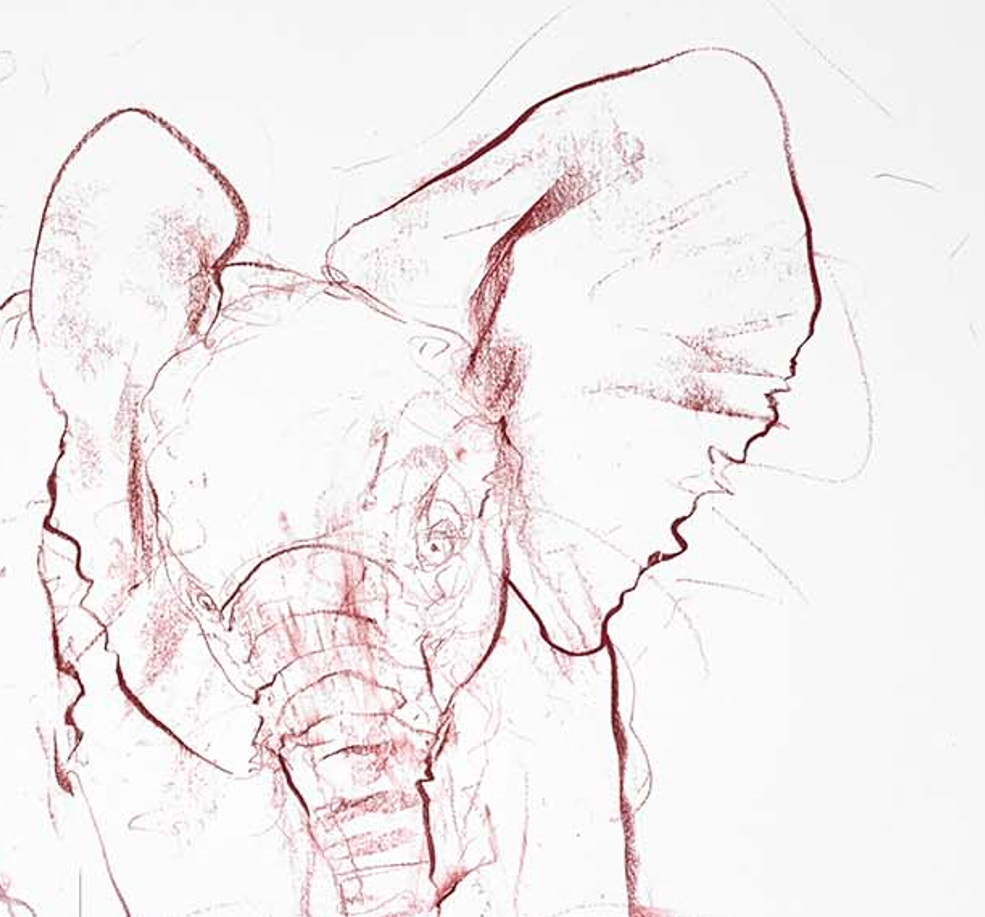 Young Elephant Sketch IV