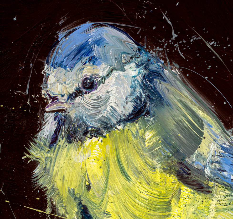 Blue Tit