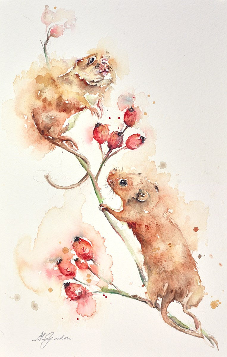 Harvesting Rosehips- Mice