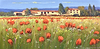 Vista panoramica del papavero IV