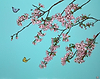 Cherry Blossom On Turquoise