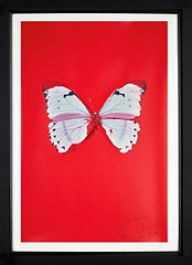 Untiled (Red Butterfly), 2005 (Framed)