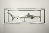 Study of Captivity (Tiger Shark)