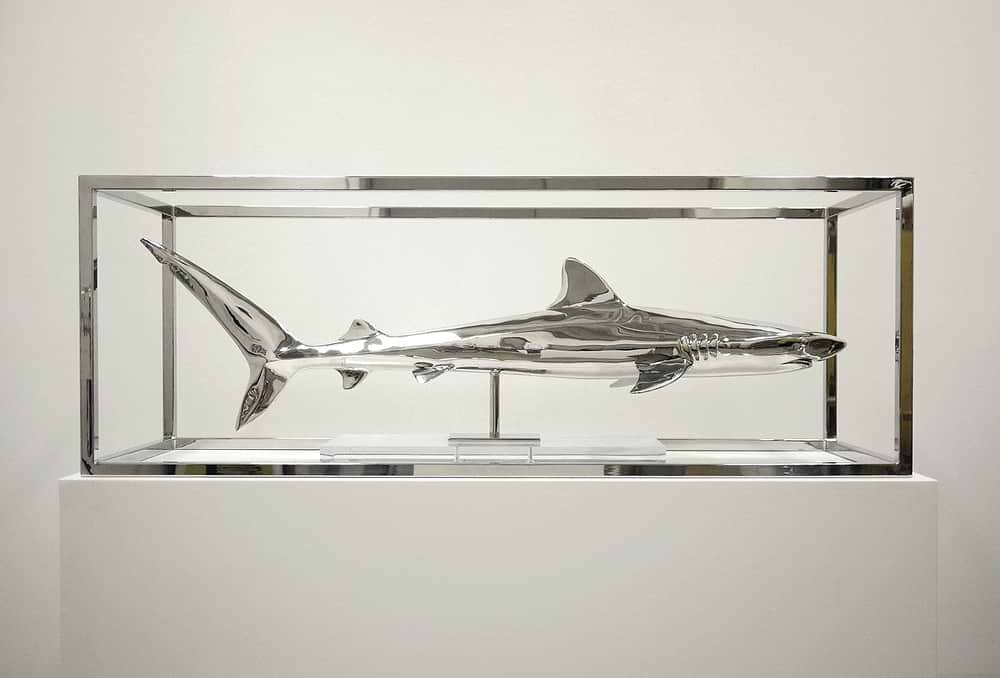 Study Of Captivity (Tiger Shark)