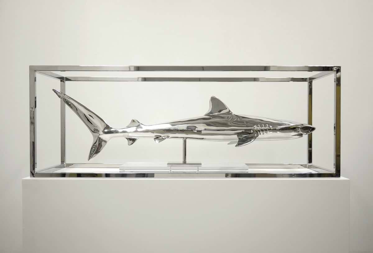 Study Of Captivity (Tiger Shark)
