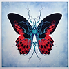 Therapy Red Butterfly