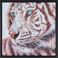 Snow Tiger (Framed)