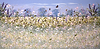 Butterflies at Springtime