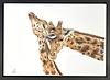 Colourful Couple (Framed)