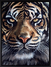 Eyes of the Tiger (Framed)