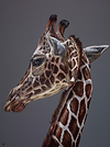 A Giraffe's Stare