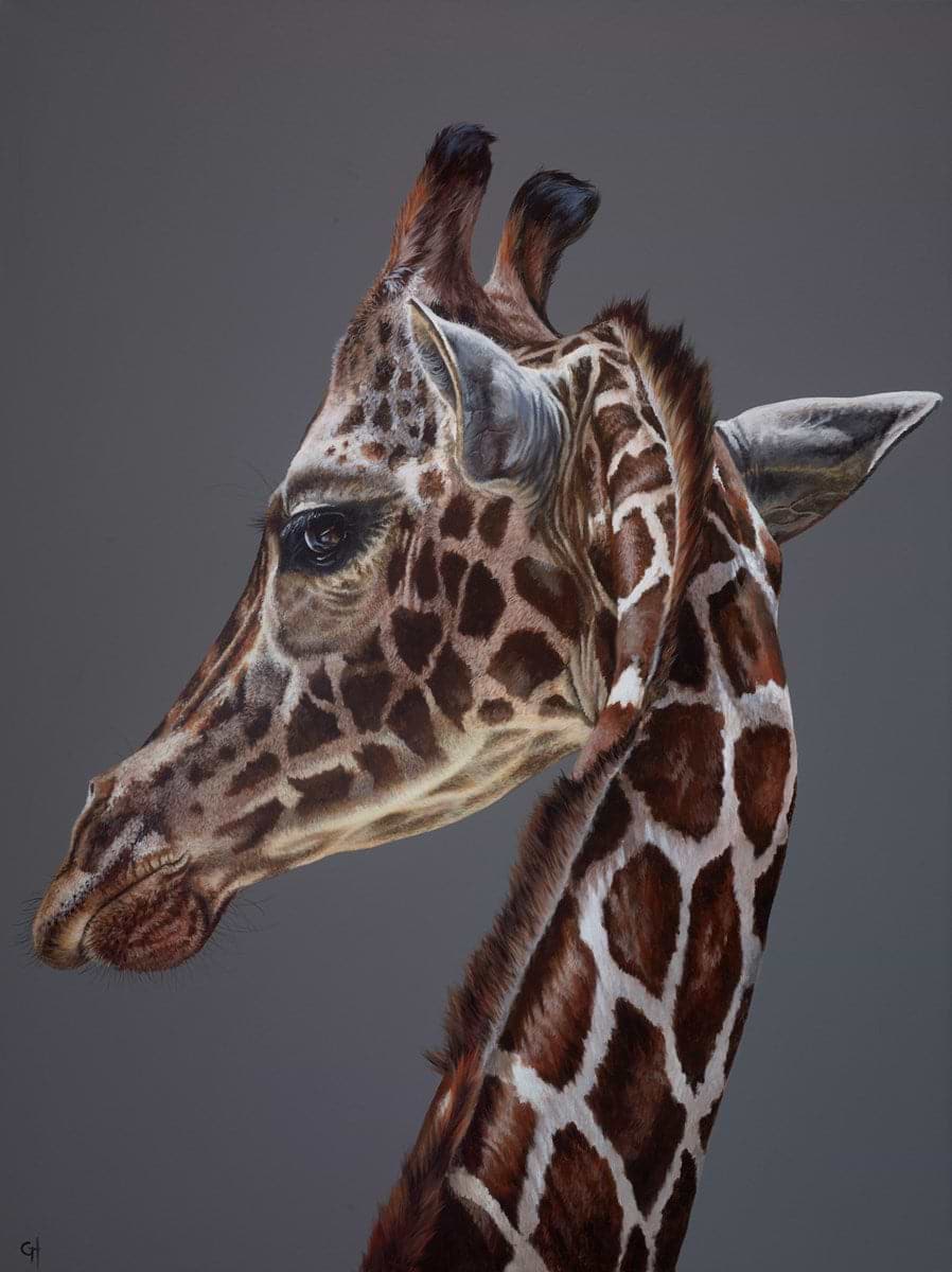 A Giraffe's Stare