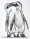Penguins Playing