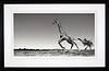 Dance (Deluxe) (Framed)